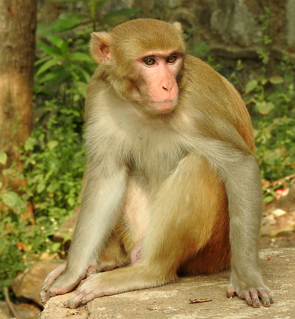 Chúng thích sống trong các khu rừng nguyên sinh, thứ sinh, rừng khô, rừng hỗn giao, rừng tre nứa, rừng ngập nước, rừng thưa nhiệt đới, rừng thông, cây bụi, rừng ẩm nhiệt đới, gần khu nông nghiệp.