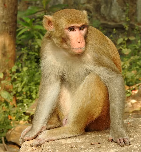 Chúng thích sống trong các khu rừng nguyên sinh, thứ sinh, rừng khô, rừng hỗn giao, rừng tre nứa, rừng ngập nước, rừng thưa nhiệt đới, rừng thông, cây bụi, rừng ẩm nhiệt đới, gần khu nông nghiệp.