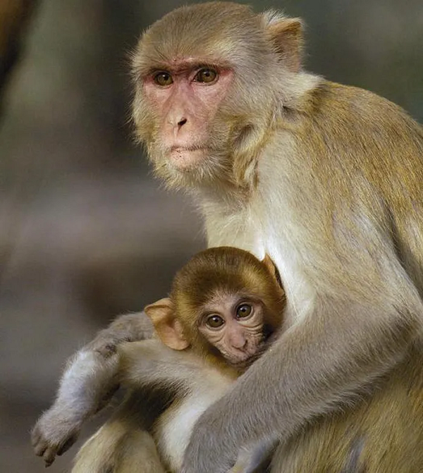 Hiện nay đã được Viện vệ sinh dịch tễ Hà Nội (Bộ Y tế) tổ chức nhân nuôi tại Đảo Rều (Quảng Ninh) với số lượng hàng nghìn con để sản xuất vacxin. Cần có biện pháp bảo vệ tốt trong thiên nhiên để giữ nguồn gen quý.