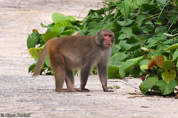 Khỉ vàng được sử dụng trong sản xuất vacxin chống bệnh bại liệt trẻ em, làm vật mẫu, đối tượng nghiên cứu khoa học.