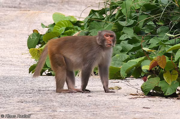 Khỉ vàng được sử dụng trong sản xuất vacxin chống bệnh bại liệt trẻ em, làm vật mẫu, đối tượng nghiên cứu khoa học.