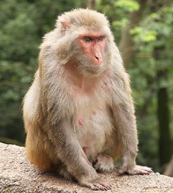 Khỉ vàng (tên khoa học Macaca mulatta) nằm trong danh mục các loài động vật rừng nguy cấp, quý, hiếm nhóm IIB theo quy định tại Nghị định 06/2019/NĐ-CP ngày 22/1/2019 của Chính phủ, thuộc nhóm nguy cấp trong sách đỏ Việt Nam và thế giới.