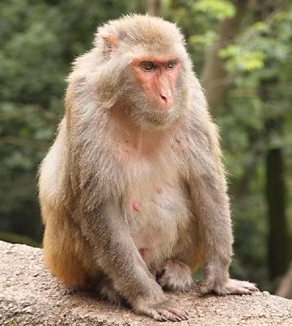 Khỉ vàng (tên khoa học Macaca mulatta) nằm trong danh mục các loài động vật rừng nguy cấp, quý, hiếm nhóm IIB theo quy định tại Nghị định 06/2019/NĐ-CP ngày 22/1/2019 của Chính phủ, thuộc nhóm nguy cấp trong sách đỏ Việt Nam và thế giới.