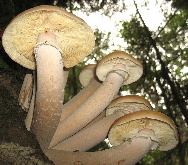 Một mẫu vật 8.500 tuổi của Armillaria ở Oregon, Mỹ có diện tích hơn 9,5km vuông với khối lượng xúc tu thân và rễ ước tính nặng từ 7.500-35.000 tấn.