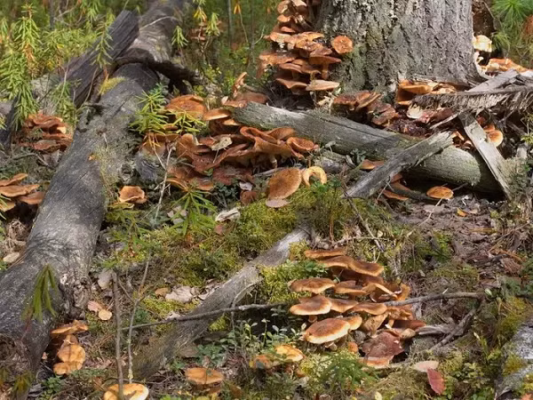 Với kích thước như vậy, bạn tưởng tượng rằng loài nấm khổng lồ này sẽ rất dễ phát hiện. Tuy nhiên, phần lớn thời gian trong năm nó nằm hoàn toàn dưới lòng đất và chỉ bật lên khi đến thời điểm tái tạo.