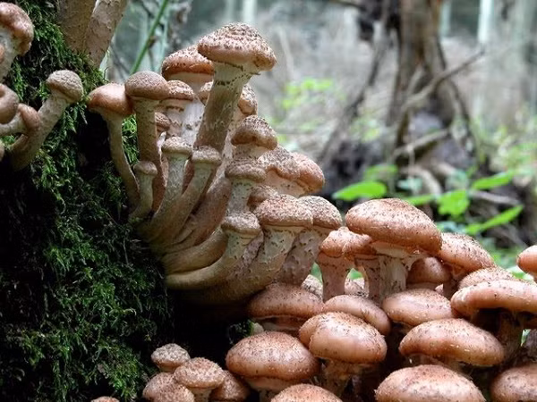 Quên cá voi xanh dưới biển hay voi bụi cỏ Châu Phi đi, sinh vật lớn nhất hành tinh lại là một loài nấm có tên Honey Fungus hay còn gọi là nấm mật ong có tên khoa học là Armillaria solidipes.