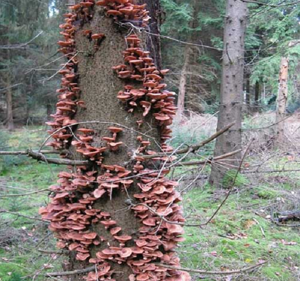 Nếu bạn thực sự muốn biết loại nấm này, phải nhìn bên dưới lòng đất. Ở đó, bạn sẽ thấy một mạng lưới các sợi nấm liên kết phát triển mạnh. Đây mới chính là cơ thể nấm, dành cả ngày để ăn chất dinh dưỡng trong lòng đất và phân hủy vật chết.