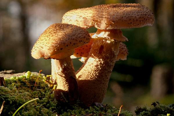 Nấm Armillaria ostoyae có chiều ngang khoảng 5,5 km. Nó lớn hơn rất nhiều so với con voi khổng lồ hoặc voi châu Phi. Các nhà khoa học tin rằng loài nấm mật đặc biệt này có thể đã hơn 2.000 năm tuổi. Cây nấm mật lớn tiếp theo được tìm thấy tại bang lân cận Washington.
