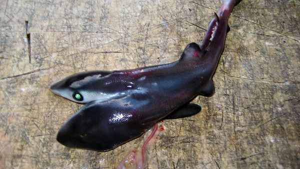 Trước đó, Nicolas Ehemann - chuyên gia của ĐH Malaga cho biết, gene của cá mập đang đột biến mạnh hơn, và vấn đề là chúng không hề tiếp xúc với bất kỳ hóa chất hay chất phóng xạ nào cả.