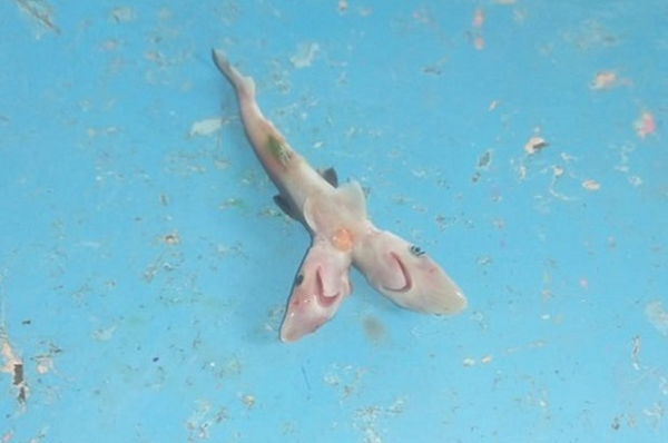 Khi mổ bụng con cá mập đó ra, anh phát hiện bên trong có một bào thai hai đầu. Anh quyết định chụp lại và chia sẻ bức ảnh trên sau khi các nhà khoa học xác nhận phát hiện ra một bào thai cá mập bò hai đầu khác lạ, ngoài khơi bờ biển Mexico.