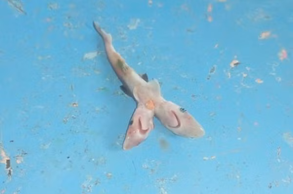 Khi mổ bụng con cá mập đó ra, anh phát hiện bên trong có một bào thai hai đầu. Anh quyết định chụp lại và chia sẻ bức ảnh trên sau khi các nhà khoa học xác nhận phát hiện ra một bào thai cá mập bò hai đầu khác lạ, ngoài khơi bờ biển Mexico.