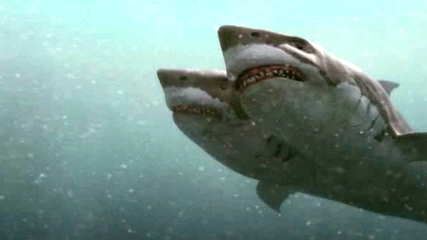 "Tôi muốn nghiên cứu những điều này, nhưng không giống như việc bạn giăng lưới và bắt cá mập hai đầu thường xuyên như vậy". "Đó là ngẫu nhiên", ông nói.