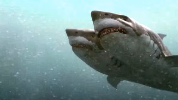 "Tôi muốn nghiên cứu những điều này, nhưng không giống như việc bạn giăng lưới và bắt cá mập hai đầu thường xuyên như vậy". "Đó là ngẫu nhiên", ông nói.