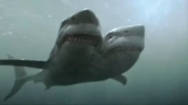 Ở cá mập hoang dã, có thể có nhiều lý do dẫn đến sự xuất hiện hàng loạt của phôi hai đầu như virus, rối loạn trao đổi chất, ô nhiễm và giao phối cận huyết do đánh bắt quá mức đều có thể đóng một vai trò nào đó.