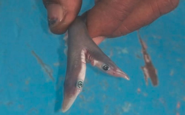 Gần đây nhất, các nhà nghiên cứu Tây Ban Nha đã phát hiện ra một phôi thai hai đầu trong trứng của một con cá mập mèo đuôi cưa Đại Tây Dương trong một nghiên cứu trong phòng thí nghiệm - lần đầu tiên sự bất thường được quan sát thấy ở một loài đẻ trứng.