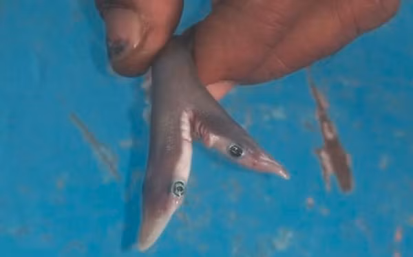 Gần đây nhất, các nhà nghiên cứu Tây Ban Nha đã phát hiện ra một phôi thai hai đầu trong trứng của một con cá mập mèo đuôi cưa Đại Tây Dương trong một nghiên cứu trong phòng thí nghiệm - lần đầu tiên sự bất thường được quan sát thấy ở một loài đẻ trứng.