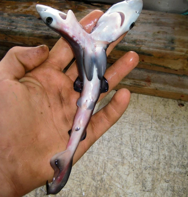 Trong những năm gần đây, tỉ lệ cá mập 2 đầu xuất hiện ngoài tự nhiên ngày càng nhiều. Năm 2013, một ngư dân tại Florida đã câu được một cô cá mập bò đang mang thai. Bên trong đó có trứng, chứa một bào thai 2 đầu.