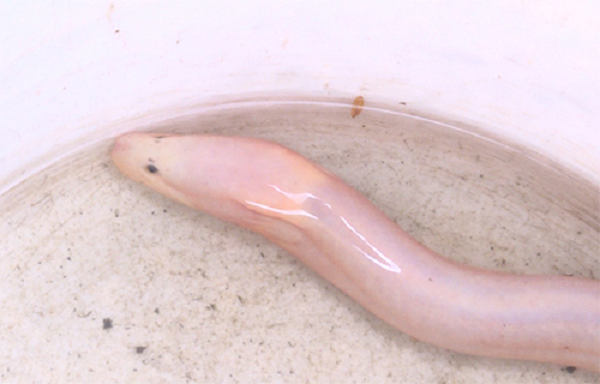 Vào cuối tháng 1/2018, thông tin anh Thẩm Trần Minh Thành (SN 1989, trú phường Hương Văn, thị xã Hương Trà, Thừa Thiên - Huế) bắt được lươn vàng óng có đốm đen kỳ lạ thu hút sự quan tâm của nhiều người dân ở địa phương.