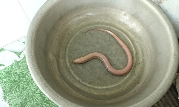 Tối 11/3/2018, anh Nguyễn Văn Hòa (23 tuổi, phường Kim Long, TP Huế) bắt được con lươn nặng 0,7 kg, dài hơn 60 cm, toàn thân màu trắng có nổi nhiều mạch máu.