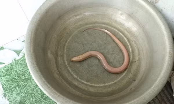 Tối 11/3/2018, anh Nguyễn Văn Hòa (23 tuổi, phường Kim Long, TP Huế) bắt được con lươn nặng 0,7 kg, dài hơn 60 cm, toàn thân màu trắng có nổi nhiều mạch máu.