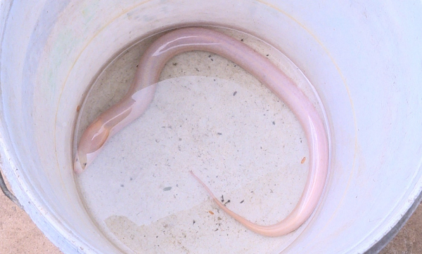 Ngày 6/11/2018, anh Phạm Việt Hùng (33 tuổi, ở xã Trung Lễ, huyện Đức Thọ, tỉnh Hà Tĩnh) bắt được con lươn lạ trong ao ở vườn nhà. Con lươn toàn thân màu trắng, dài khoảng 55 cm, nặng 300 gram.