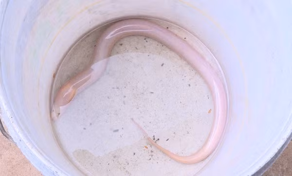 Ngày 6/11/2018, anh Phạm Việt Hùng (33 tuổi, ở xã Trung Lễ, huyện Đức Thọ, tỉnh Hà Tĩnh) bắt được con lươn lạ trong ao ở vườn nhà. Con lươn toàn thân màu trắng, dài khoảng 55 cm, nặng 300 gram.