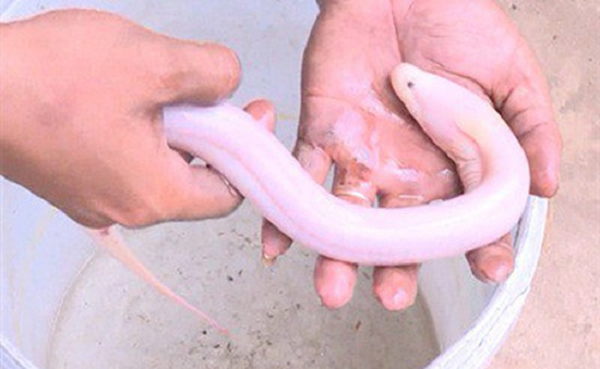Con lươn toàn thân màu trắng, dài khoảng 60 cm, nặng 400 gram được anh Khanh nuôi trong thùng nhựa.