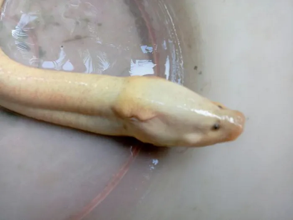 Cụ thể, tối ngày 3/4, người cháu của ông Hùng trong lúc soi cá trên ruộng đã bắt được con lươn có màu trắng sữa, đuôi màu đỏ huyết… với trọng lượng hơn 300 gram. Sau đó, người này đã cho ông Hùng.