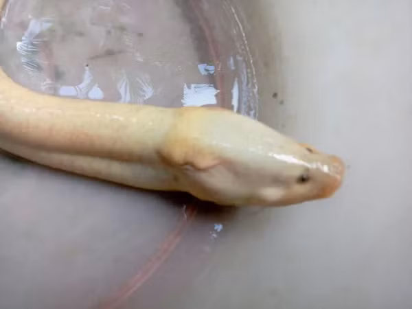 Cụ thể, tối ngày 3/4, người cháu của ông Hùng trong lúc soi cá trên ruộng đã bắt được con lươn có màu trắng sữa, đuôi màu đỏ huyết… với trọng lượng hơn 300 gram. Sau đó, người này đã cho ông Hùng.