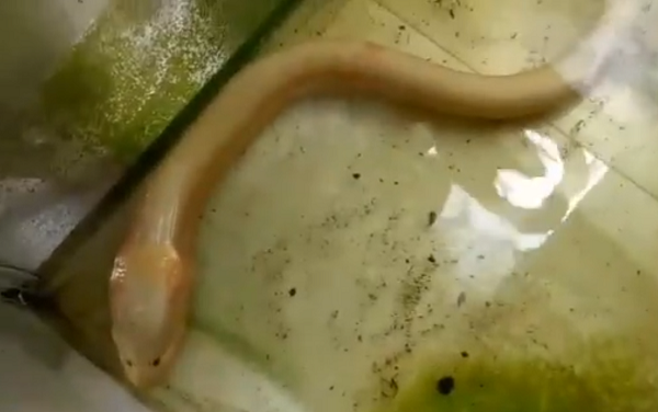 Lúc đầu anh không để ý nhưng đến khi người nhà mang lươn ra làm thịt nấu cháo cho con ăn thì phát hiện một con toàn thân màu trắng, rất lạ.