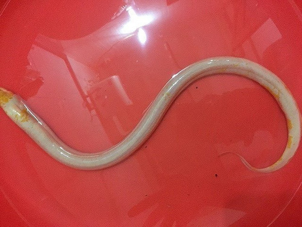 Vào tháng 7/2017, trong lúc đi thăm dớn, anh Lê Văn Hùng (ở huyện Phụng Hiệp, tỉnh Hậu Giang) bắt được con lươn vàng "khủng", với trọng lượng lên đến gần 900gram.