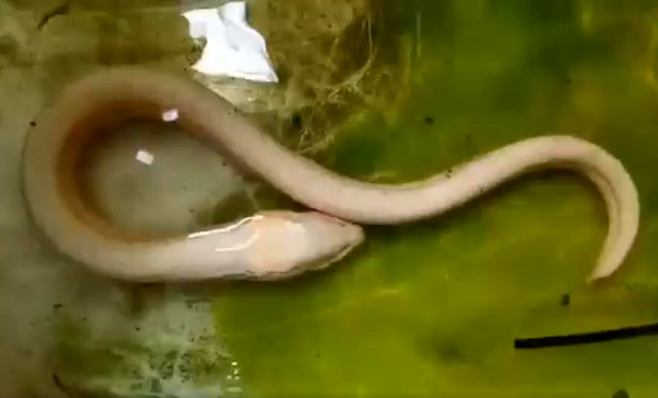 Trước đây, đã không ít lần người dân phát hiện lươn đột biến. Ngày 28/6, anh Lê Tấn Khanh (23 tuổi, ở xã Long An, huyện Long Hồ, tỉnh Vĩnh Long) mua hai con lươn của người quen đặt trúm (ống tre) bắt được với giá 100.000 đồng.