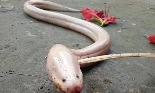 Theo các chuyên gia thủy sản, lươn có màu trắng hay vàng là do đột biến gen, với tỷ lệ hiếm, nên ít gặp trong tự nhiên.