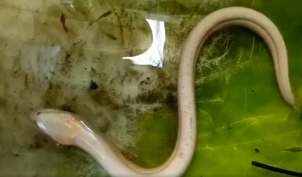 Theo lời nhiều người dân lớn tuổi tại địa phương, sở dĩ con lươn có màu trắng sữa như vậy là do đột biến gen nên rất ít gặp trong tự nhiên.