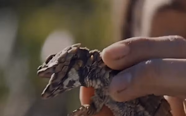 Người đàn ông đã phát hiện ra sinh vật nhỏ bé với cơ thể đầy gai nhọn, nhìn giống hệt một con rồng nhỏ ở phiến đá. Được biết, đây là một trong những loài động vật kỳ lạ nhất ở vùng đồng bằng đá Nam Phi.