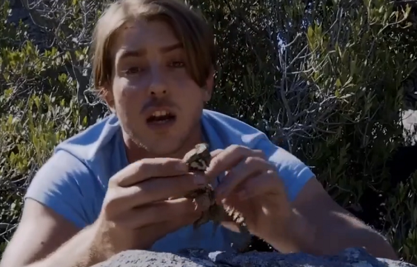 Được tìm thấy trong các kẽ hở của vùng Succulent Karoo, thằn lằn armadillo (Ouroborus cataphractus) là một sinh vật sở hữu vẻ ngoài vừa đặc biệt vừa đáng yêu.