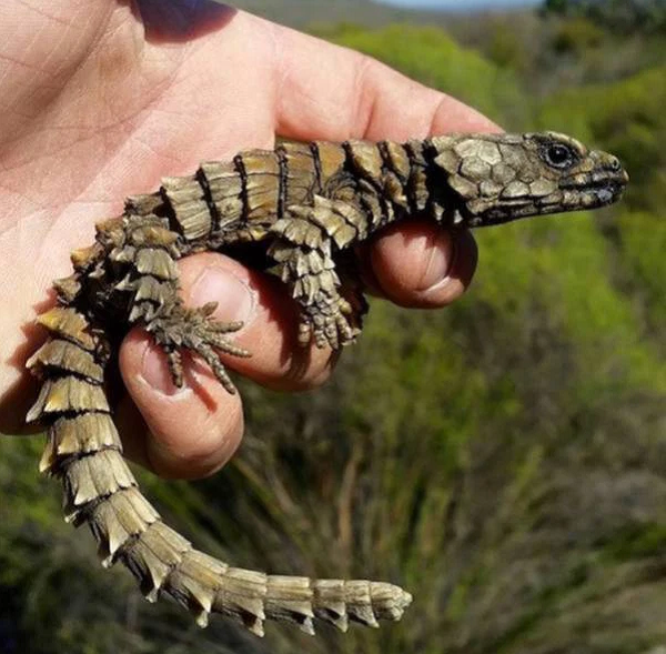 Chúng là động vật xã hội và do đó thích sinh sống và bảo vệ lẫn nhau ở trong một nhóm lớn. Tuy nhiên, mối đe dọa lớn nhất đối với loài thằn lằn này chính là con người.