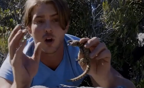 Loài thằn lằn này là loài bò sát có kích thước nhỏ và sở hữu nhiều màu sắc từ nâu đến nâu vàng nhạt. Tuy nhiên, thuộc tính độc đáo nhất của chúng lại là làn da đầy gai nhọn.