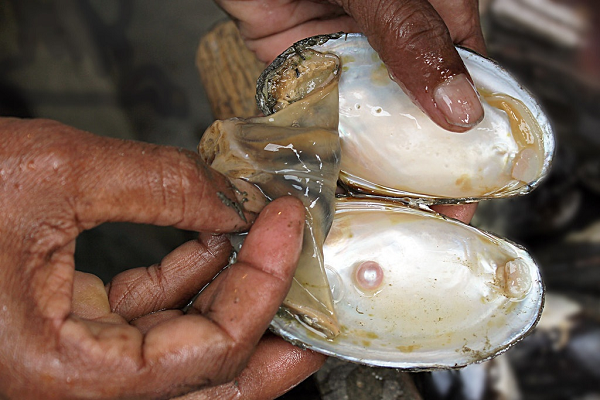 Ngọc trai được hình thành khi có một vật lạ nhỏ như hạt cát vô tình rơi chui vào bên trong cơ thể của loài trai. Nó bắt đầu kích thích con trai trao đổi chất bọc lấy mình. Đây được gọi là xà cừ, chính là lớp lấp lánh ánh ngũ sắc bên ngoài viên trai.