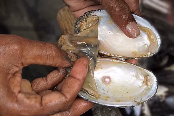 Ngọc trai được hình thành khi có một vật lạ nhỏ như hạt cát vô tình rơi chui vào bên trong cơ thể của loài trai. Nó bắt đầu kích thích con trai trao đổi chất bọc lấy mình. Đây được gọi là xà cừ, chính là lớp lấp lánh ánh ngũ sắc bên ngoài viên trai.