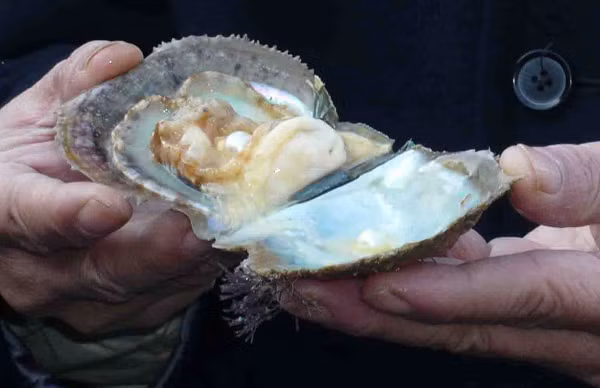 Viên ngọc mà ông Michael tìm thấy có kích thước 8,8 mm. Theo các chuyên gia tại từ Pearl Source, viên ngọc có thể có giá từ 50 đến 100.000 đô la (1,15 đến 2,3 tỷ VND) tùy thuộc vào vùng nước mà nó sinh sống.