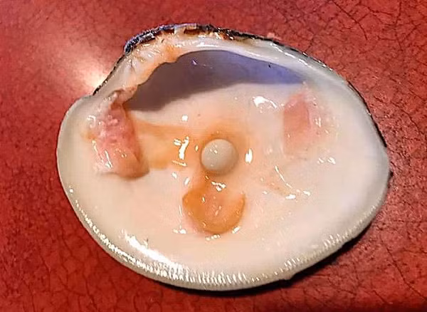 Cặp vợ chồng đã dùng bữa tại nhà hàng này 34 năm và đây là lần đầu tiên họ trải qua sự việc như vậy. Ông Michael cho biết, những người sưu tập ngọc trai nghiệp dư ước tính rằng viên ông vừa tìm thấy "có thể trị giá hàng nghìn đô la".