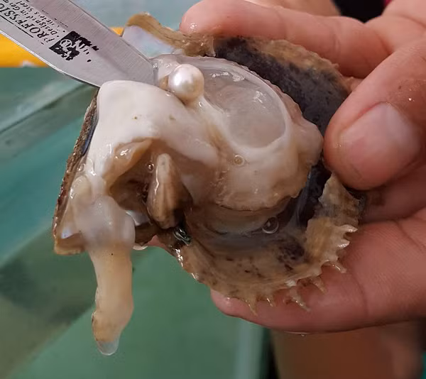 Một số người khi nghe câu chuyện hoài nghi đã nhầm lẫn và cho rằng chỉ có trai biển mới tạo ra ngọc trai, do đó nhà hàng phải lên tiếng đính chính: "Cả trai biển và sò đều tạo ra ngọc trai. Phổ biến nhất là trai biển nhưng sò vẫn có thể tạo ra ngọc."