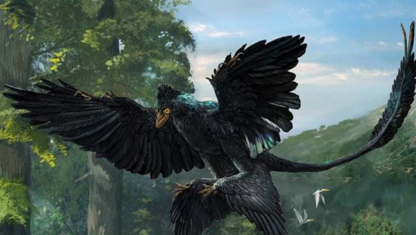 Sau khi phục hồi tương phản, Microraptor được nhận định là có màu đen bao phủ khắp cơ thể. Màu đen của Microraptor không phải là màu đen nói chung, bề mặt lông đen có màu cấu trúc ánh cầu vồng, tương tự như màu lông của loài quạ.