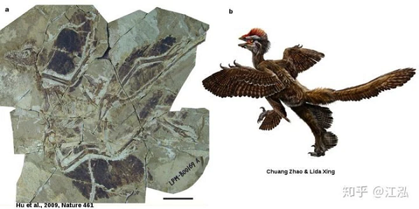 Loài tiếp theo là Cận điểu long - sở hữu chiếc mào màu nâu đỏ. Hoá thạch của loài này được phát hiện vào năm 2009. Hoá thạch của loài này được phát hiện vào năm 2009. Sau khi so sánh với melanosome trong lông chim hiện đại, các nhà cổ sinh vật học đã chứng minh rằng lông mặt của chúng có màu đen.