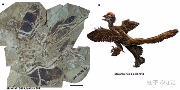 Loài tiếp theo là Cận điểu long - sở hữu chiếc mào màu nâu đỏ. Hoá thạch của loài này được phát hiện vào năm 2009. Hoá thạch của loài này được phát hiện vào năm 2009. Sau khi so sánh với melanosome trong lông chim hiện đại, các nhà cổ sinh vật học đã chứng minh rằng lông mặt của chúng có màu đen.