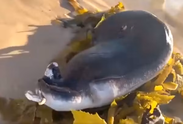 Laetitia Hannan - một giám sát viên tại Thủy cung Sea Life Sydney, sau đó đã xác nhận rằng sinh vật lạ là một con Coffin ray hay còn có tên cá đuối Úc hoặc cá tê Úc.