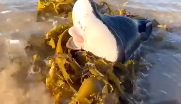 Theo lời Lambert, ngoại hình của sinh vật này rất khó giải thích, nó có phần môi khá giống người, da giống cá mập, phần dưới thuôn nhọn giống như một cái đuôi và dài khoảng nửa mét.