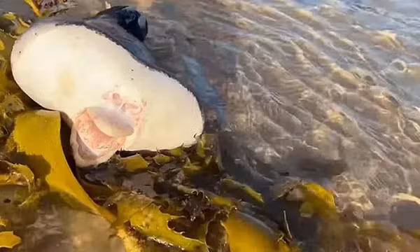 Người đàn ông Úc tên Drew Lambert đang chạy bộ trên bãi biển Bondi ở Sydney, Australia thì vô tình bắt gặp xác một sinh vật lạ trông giống người ngoài hành tinh bị mắc kẹt trong đám rêu.