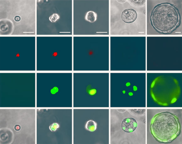 Nhóm nghiên cứu tại Trường Y Perelman thuộc Đại học Pennsylvania, Mỹ, đã phát hiện loại tế bào hoàn toàn mới ẩn sâu bên trong các đường phân nhánh mỏng manh của phổi người.